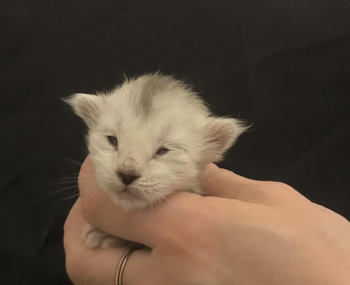 8f9339bc-21d5-4934-ae79-300d8e43dcb0