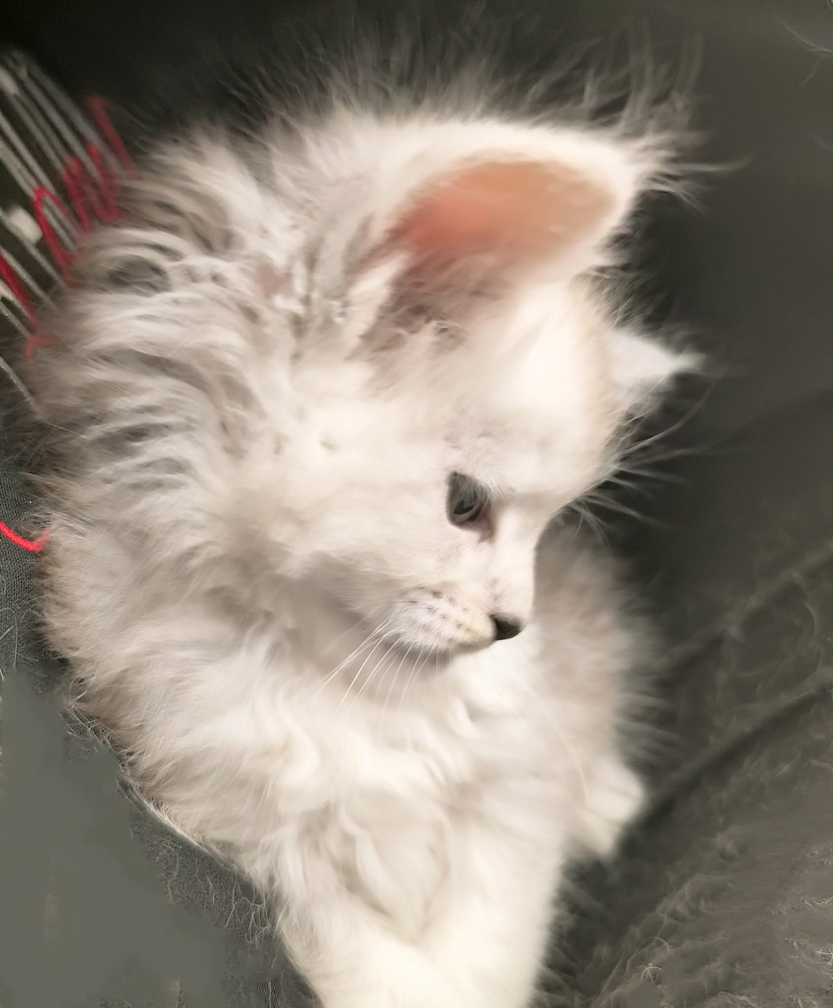 24a022c3-3de1-427c-99a4-ee8b775390a7