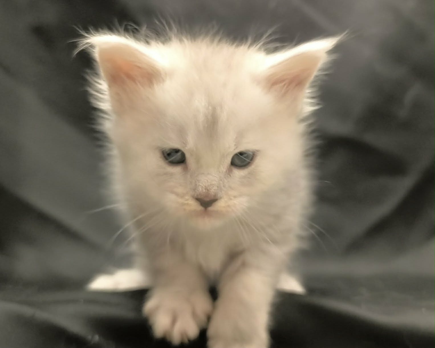 566d167e-4462-4ef1-b761-02b9ff32fa15