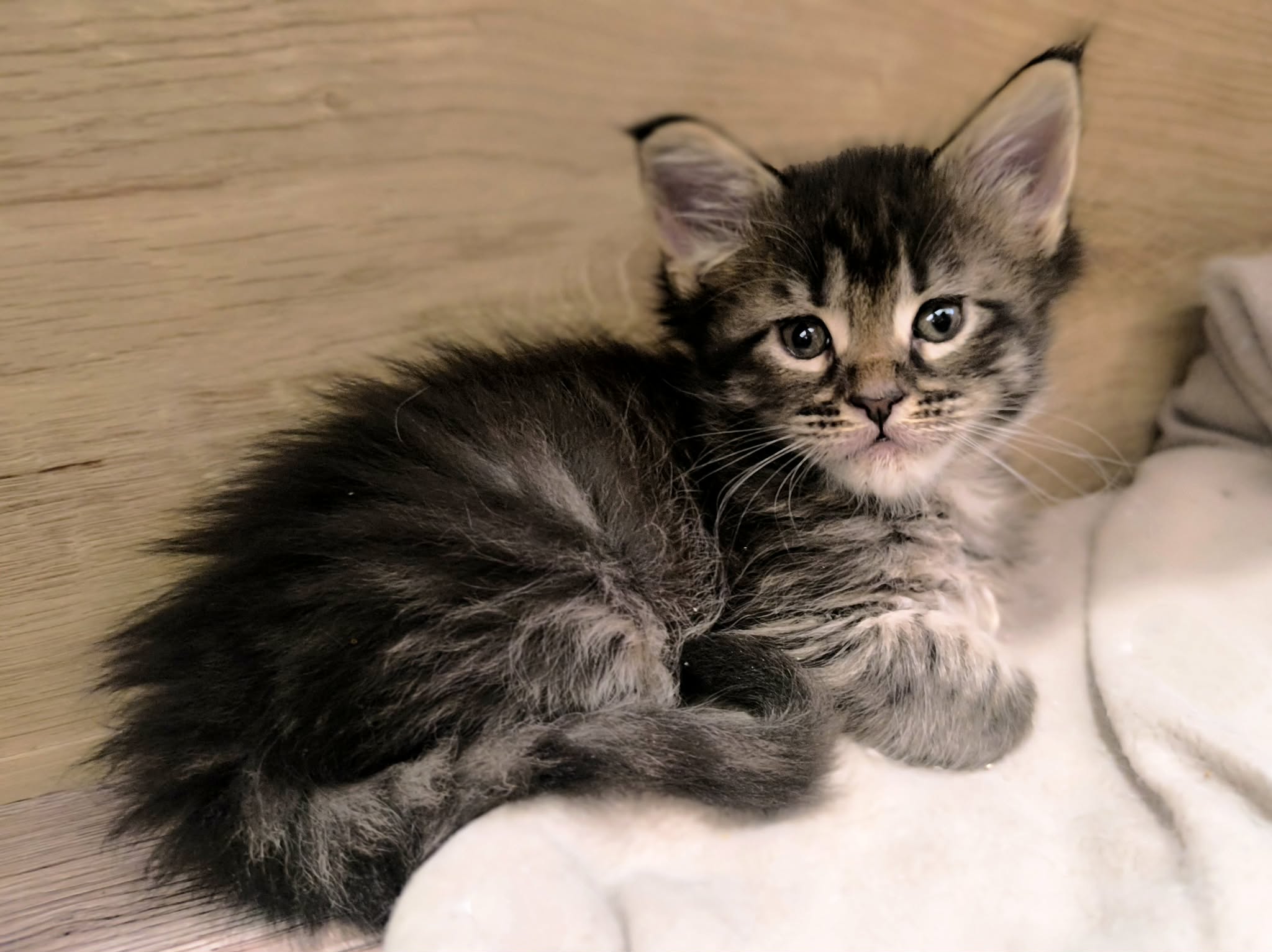 a0eb5ce4-08b9-4066-af25-c7bf313cead7