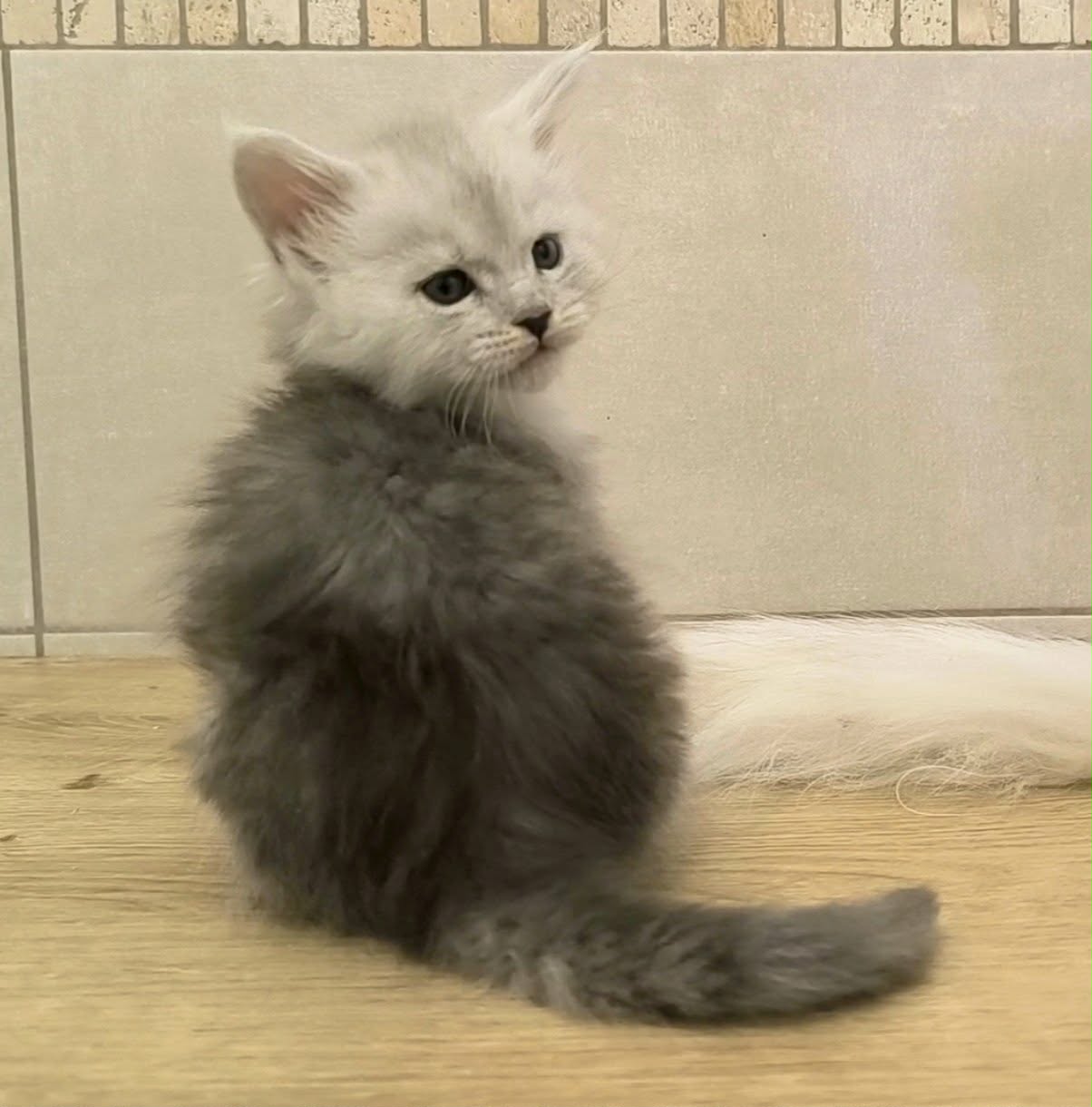 c19448a3-1bbb-45ee-85dd-69691f1206cd