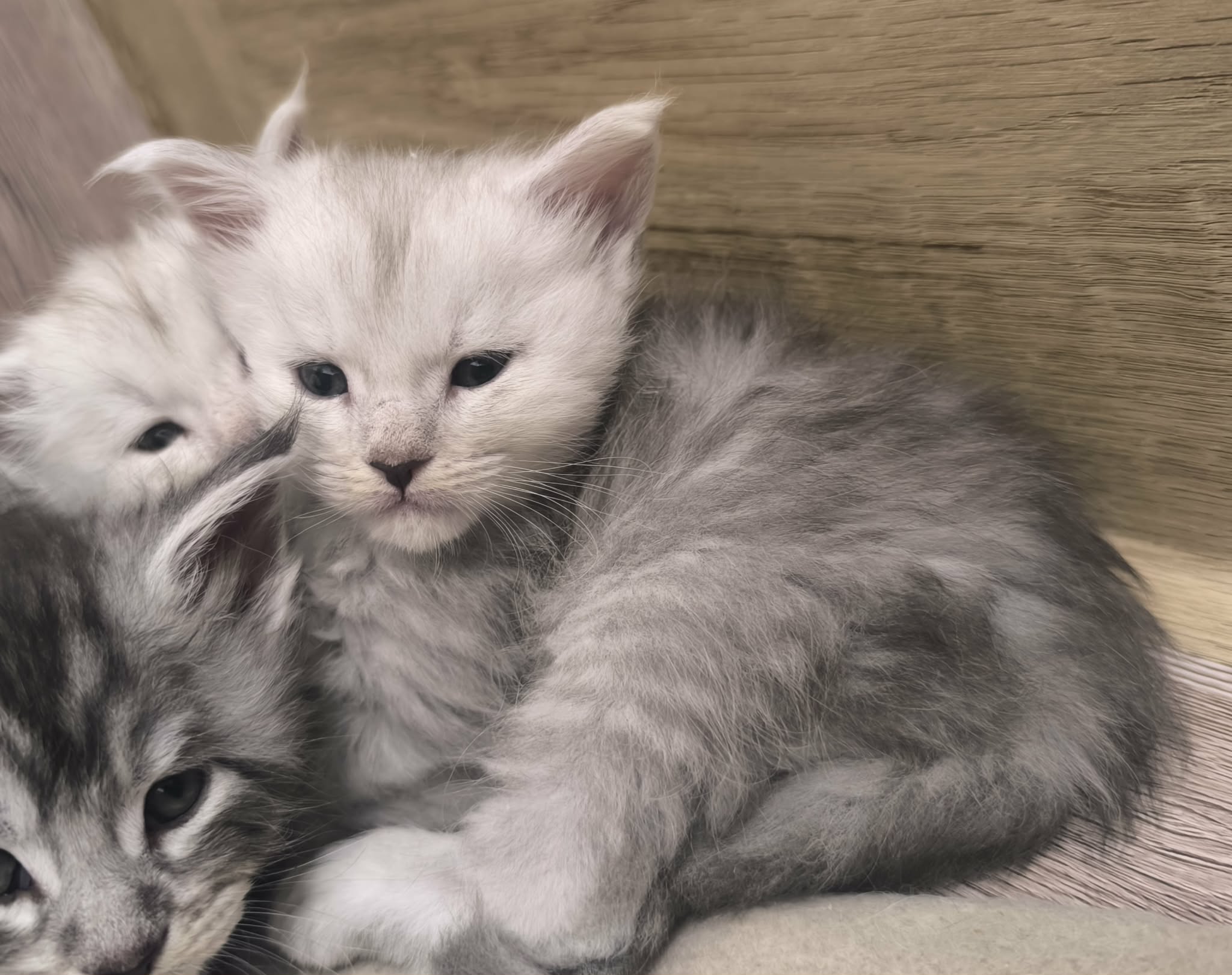 fb32db3b-128d-4058-b806-bf43fa360883